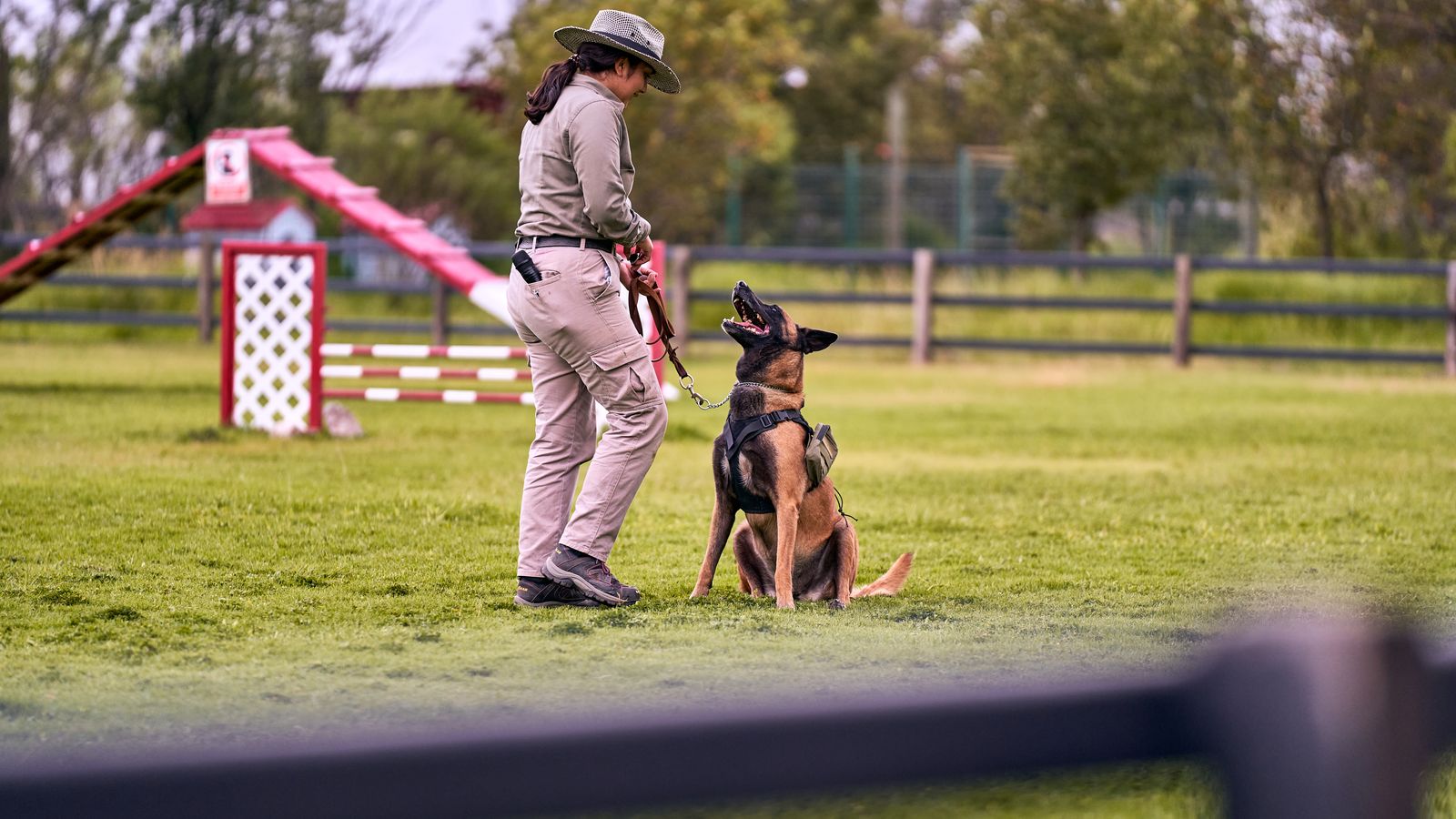 Hundetraining auf einem eingezäunten Platz